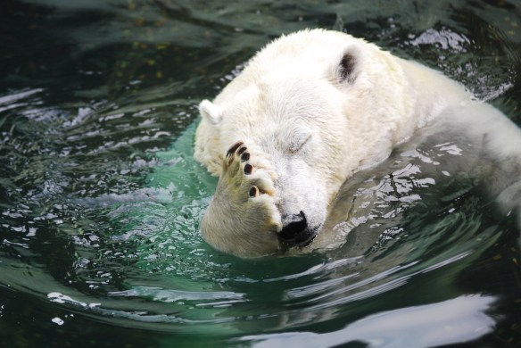 polar-bear-facepalm-big